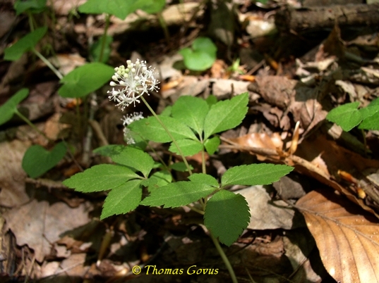 {Panax trifolius}